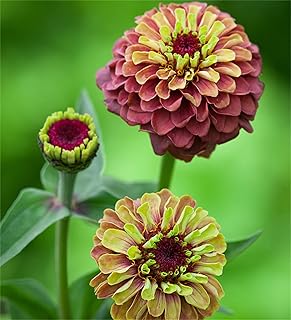 zellajake Rare Flower Seeds Plant Seeds 200 Pcs Zinnia Seeds - Zinnia elegans 'Queeny Lime Red'