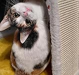 Review Image by Kai Kai