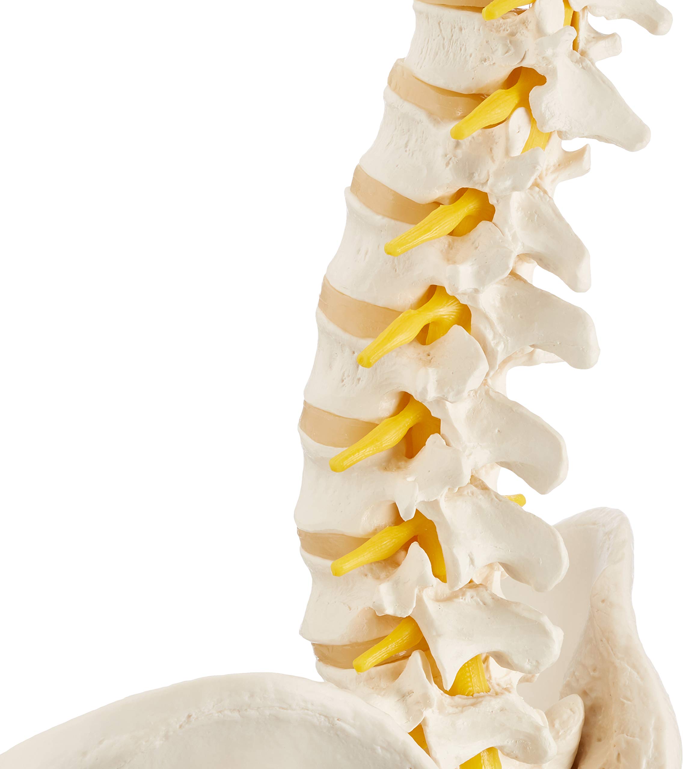 3B Scientific A58/1 Colonna Vertebrale Flessibile Classica + software gratuito di anatomia - 3B Smart Anatomy