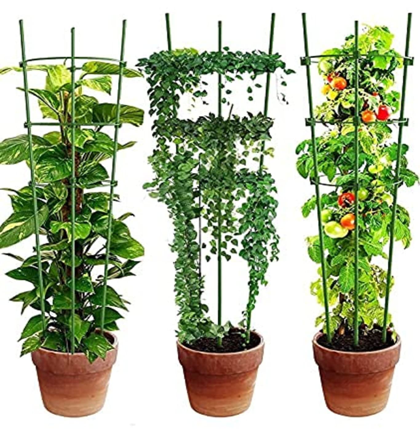 See full amazon price history chart for Garden Art Vegetable Trellis, Garden Plant Support Cages Stakes for Climbing Plants, Flowers, Fruits, Vine, Garden Trellis with 4 Adjustable Cable Ring (Dia-30, Height-90 Cm)| GAFS90 (Pack of 3) Garden Art Vegetable Trellis, Garden Plant Support Cages Stakes for Climbing Plants, Flowers, Fruits, Vine, Garden Trellis with 4 Adjustable Cable Ring (Dia-30, Height-90 Cm)| GAFS90 (Pack of 3) (B09LZ1DRQZ) Amazon Price History, Amazon Price Tracker