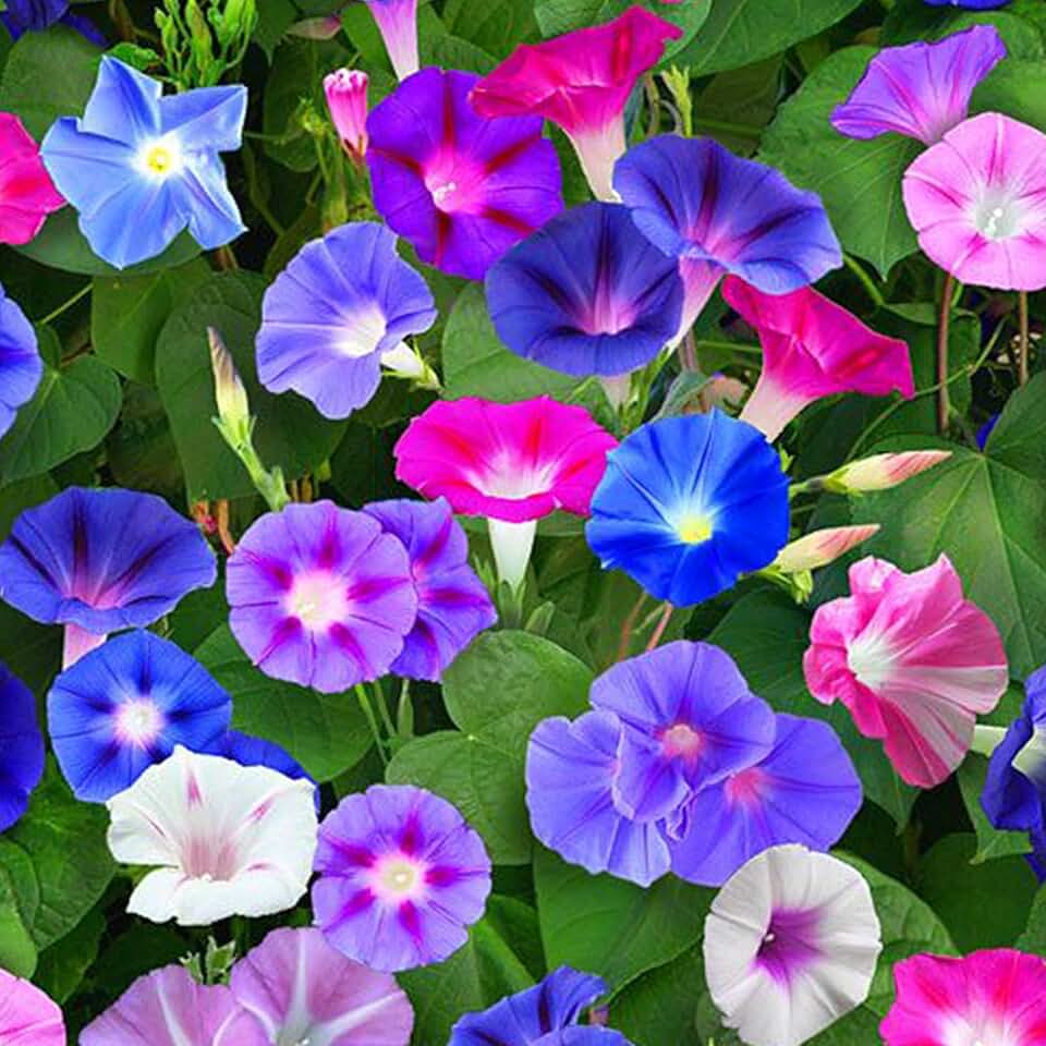 ипомея империал. как употреблять ипомею трехцветную. вьюны ипомея семена. гавриш ипомея цыганочка. ипомея ночка.