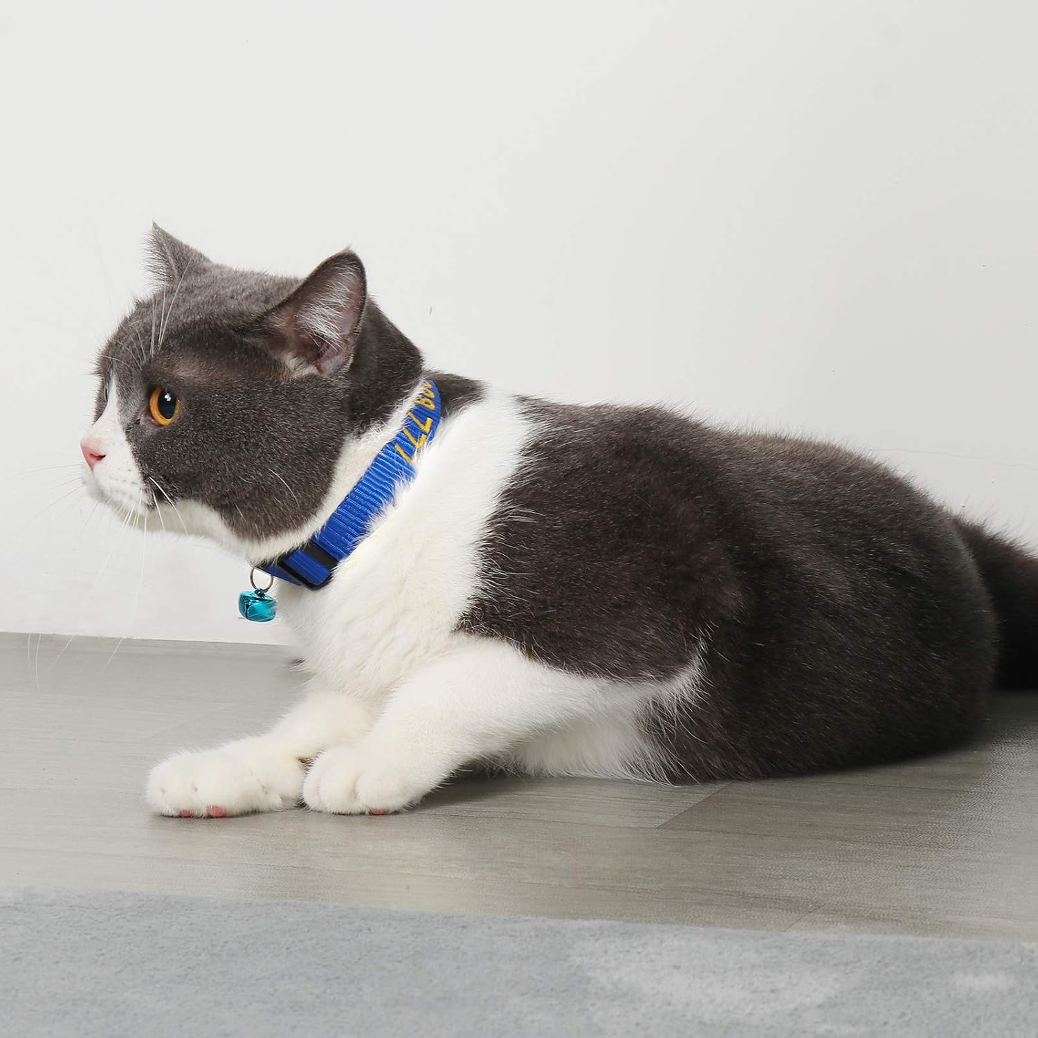 Big cat collar Clearance