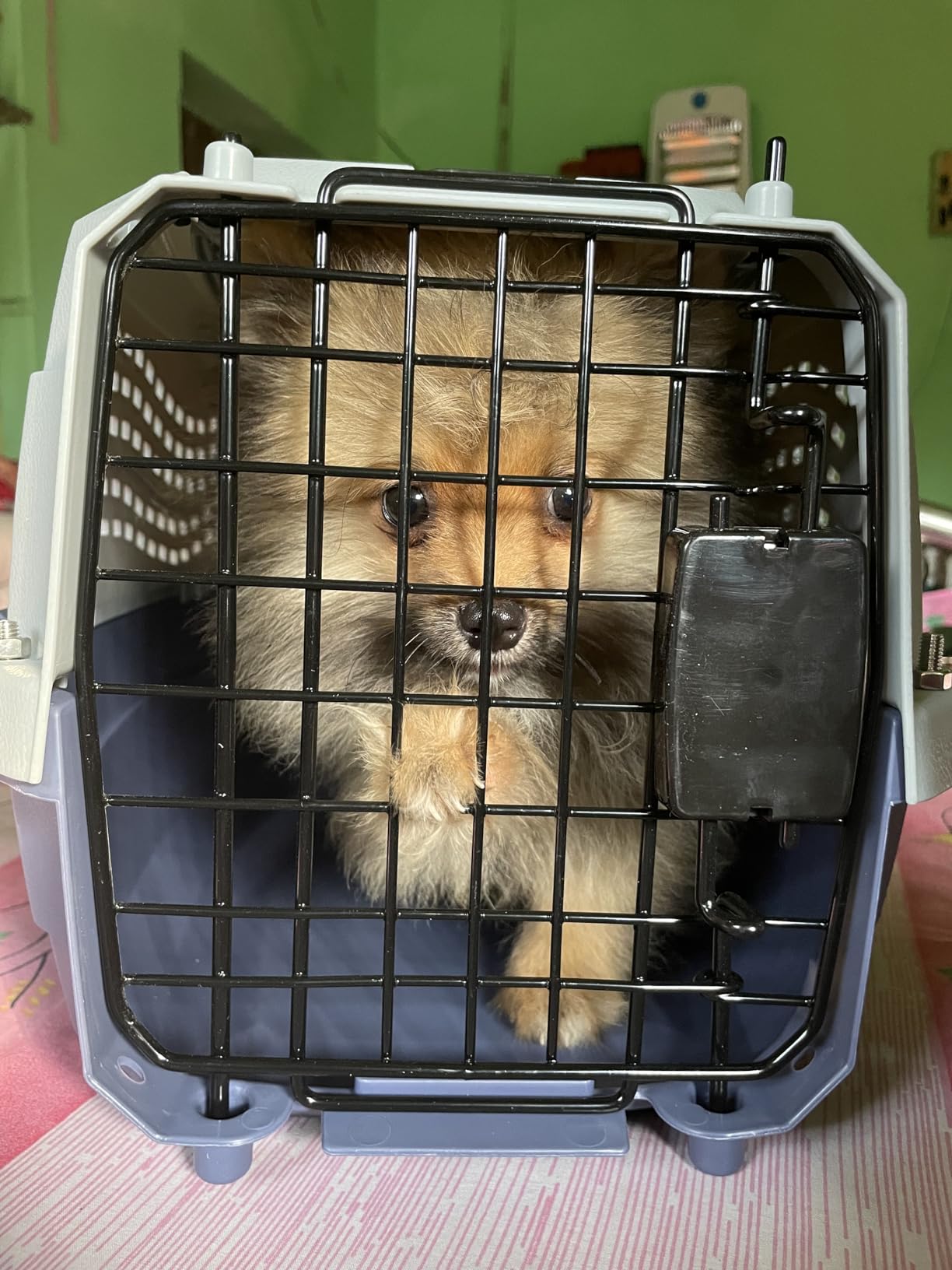 AmazonBasics Two Door Top Load Pet Carrier, Small Size (1 Piece,19inch