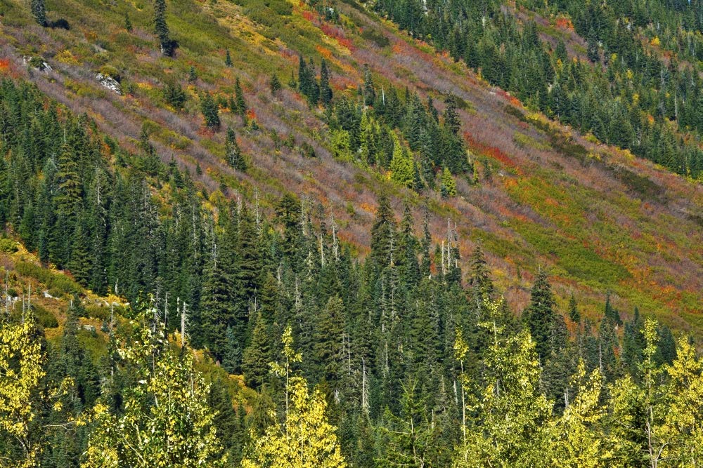 Papel de aluminio, Stevens Pass Area, WA. Impresión de carteles de Michel Hersen (24 x 36)