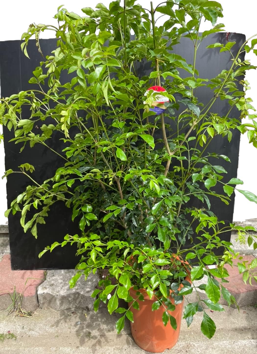 Amazon Co Jp 常緑 シンボルツリー シマトネリコ 8号 苗木 1鉢 花言葉 偉大 育てやすい シンボルツリー 園芸 ガーデニング 鉢 花 鉢植え 苗木 花苗 誕生日 記念日 プレゼント 贈り物 シマトネリコ 8号1個 Diy 工具 ガーデン Amazon Co Jp 常緑 シンボルツリー シマトネリコ 8号 苗木 1鉢 花言葉 偉大 育てやすい シンボルツリー 園芸 ガーデニング 鉢 花 鉢植え 苗木 花苗 誕生日 記念日 プレゼント 贈り物 シマトネリコ 8号1個 Diy 工具 ガーデン