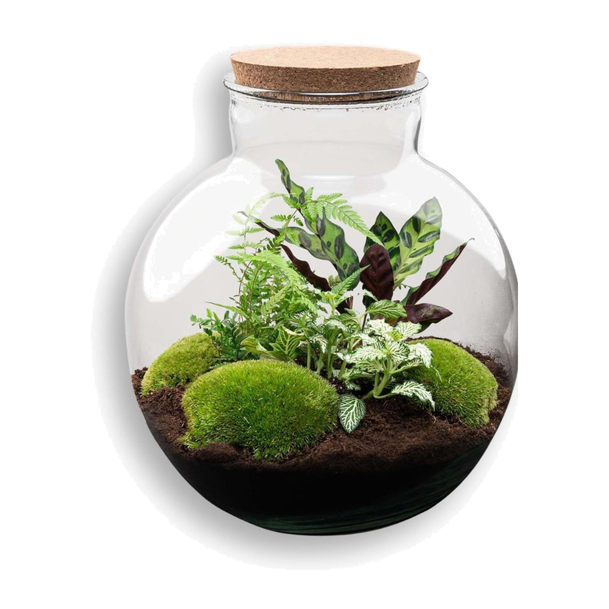 DIY Terrarium mit Glas, für Zuhause, Transparent, Ø 31x30 cm Set mit Licht