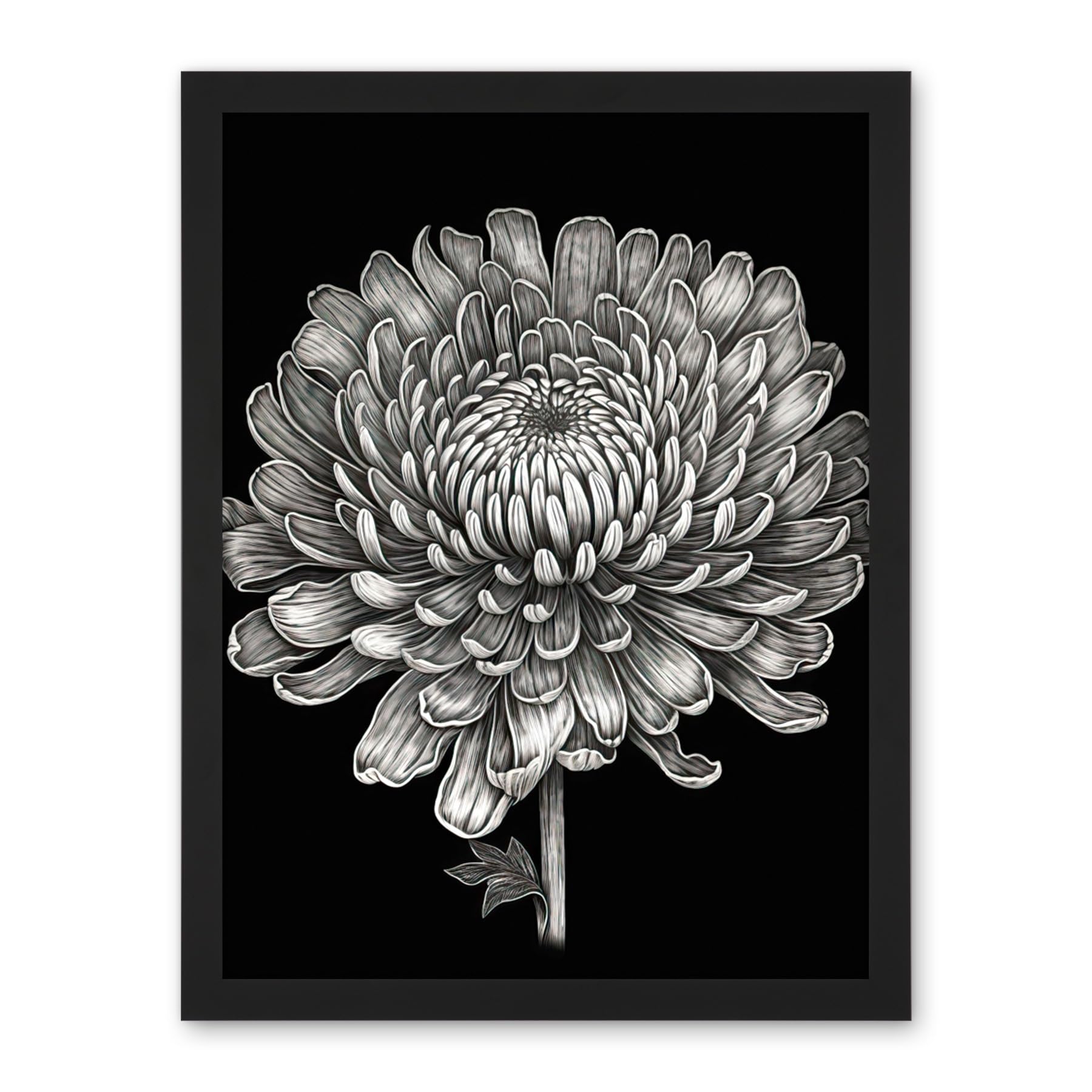 Artery8 Detailed Chrysanthemum Flower Bloom Illustration Artwork Framed Wall Art Print 18X24 Inch
