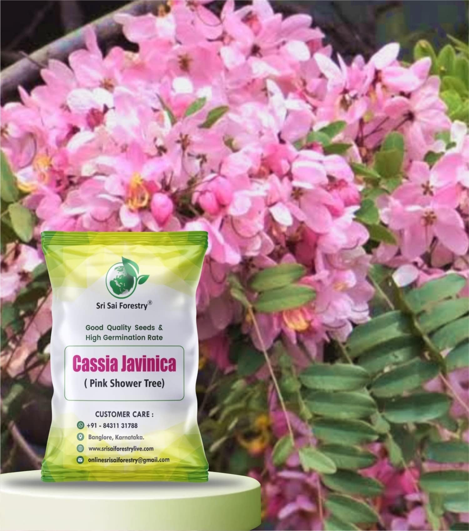 SRI SAI FORESTRY Cassia Javanica Tree Seeds (Pack of 100) Apple Blossom | Pink Shower Tree Seeds | Rainbow Shower Tree Seed for Planting