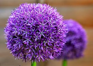 Giant Allium Giganteum Onion Flower Seeds, Dreamlike Purple Flower for Garden Spring Plant Decoration -50pcs (Blue Purple)