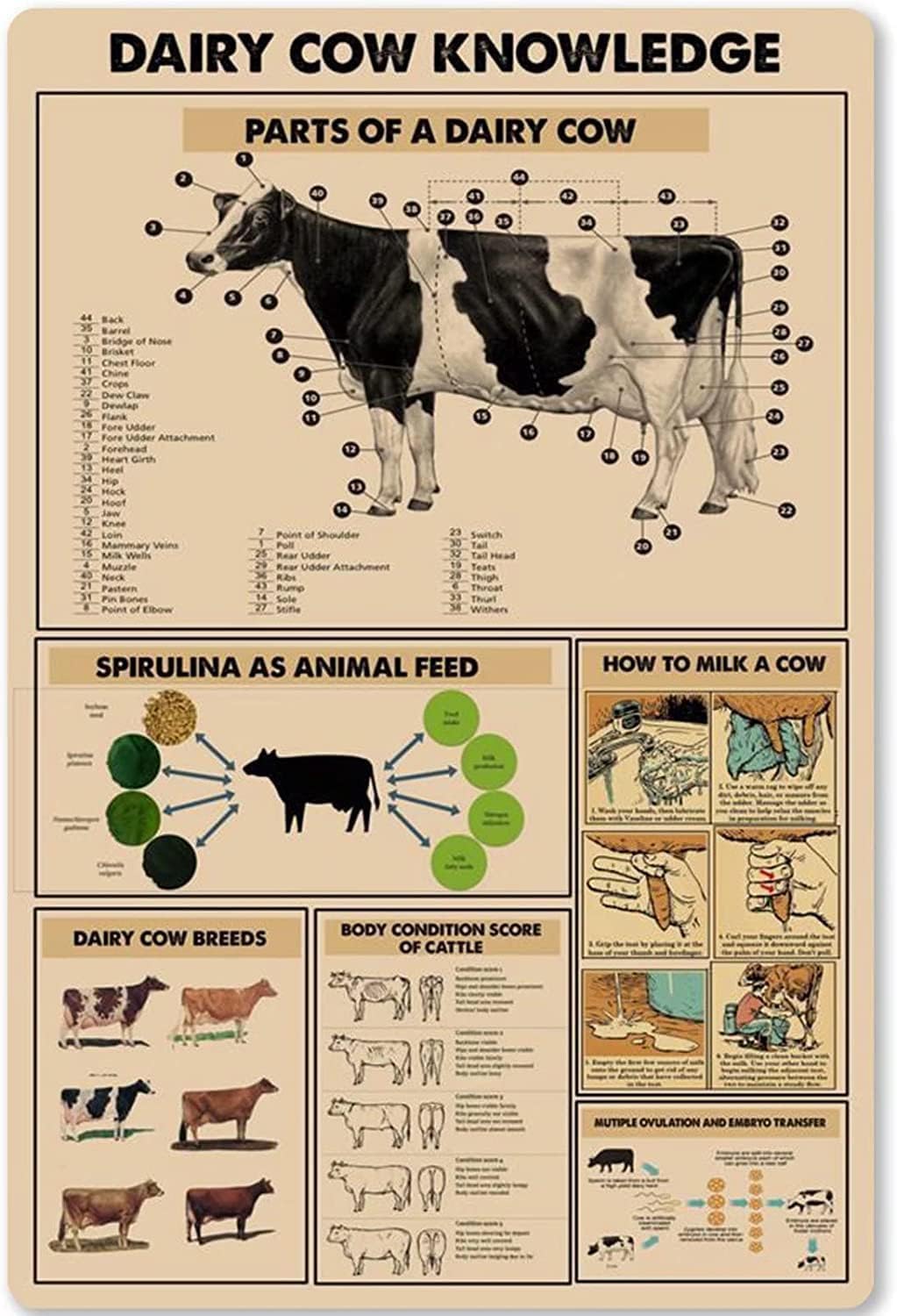 Fwjzdsp Herders Guide Vintage Frameless Poster Dairy Cow Knowledge Canvas Painting Prints Parts Of A Dairy Cow Wall Art Decor Poster Decor Home Pet Shop Farmhouse Farm 12X16inch