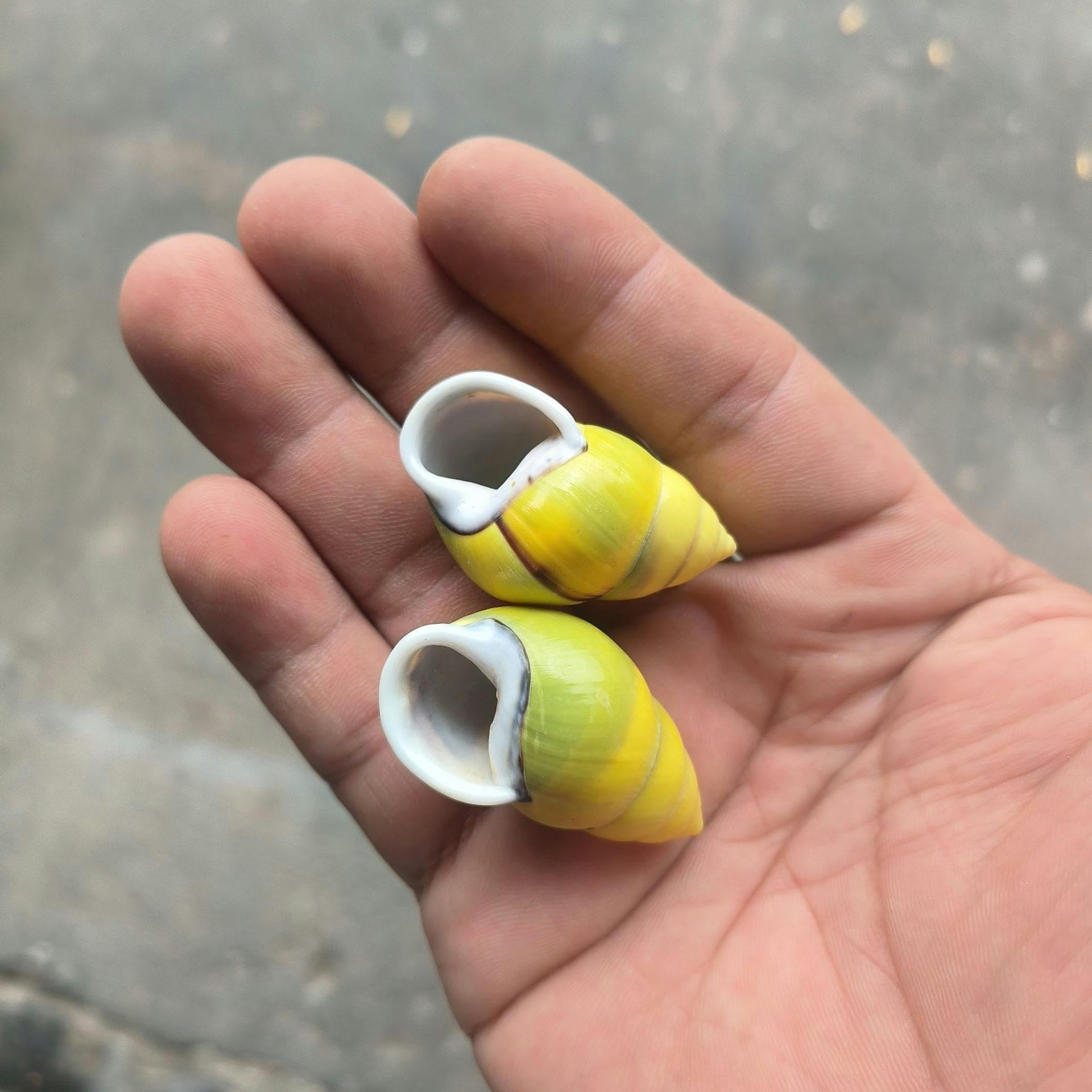 Décoration de vases élégante avec nos coquilles d'escargot en spirale de 3CM