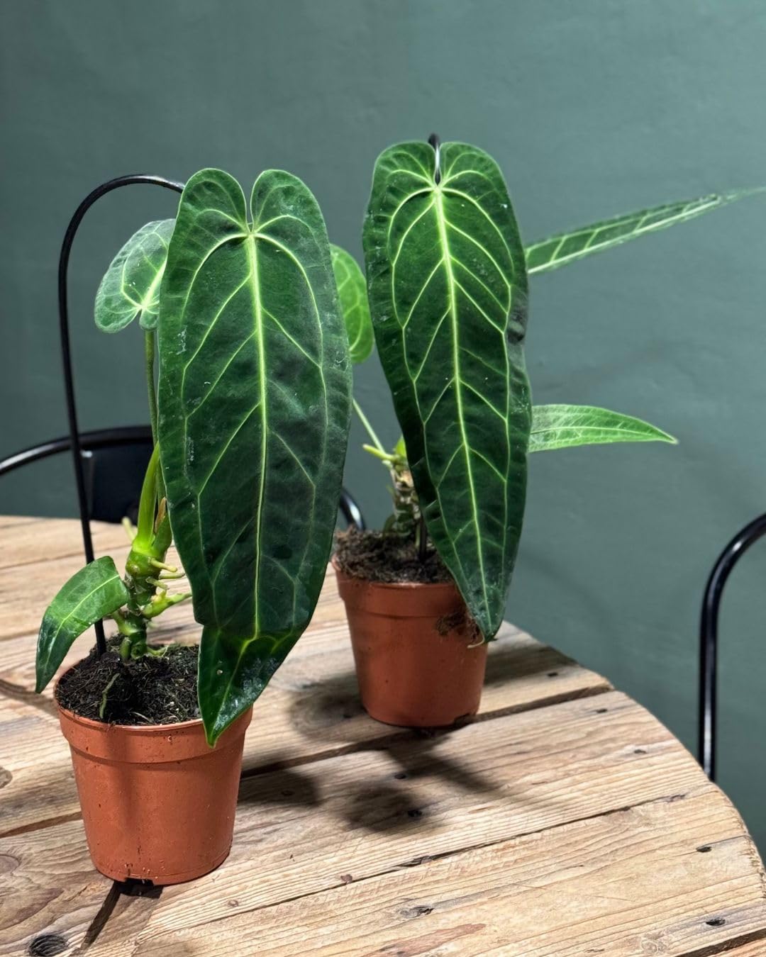 Anthurium Warocqueanum | Plantas Naturales Interior | Pur Plant