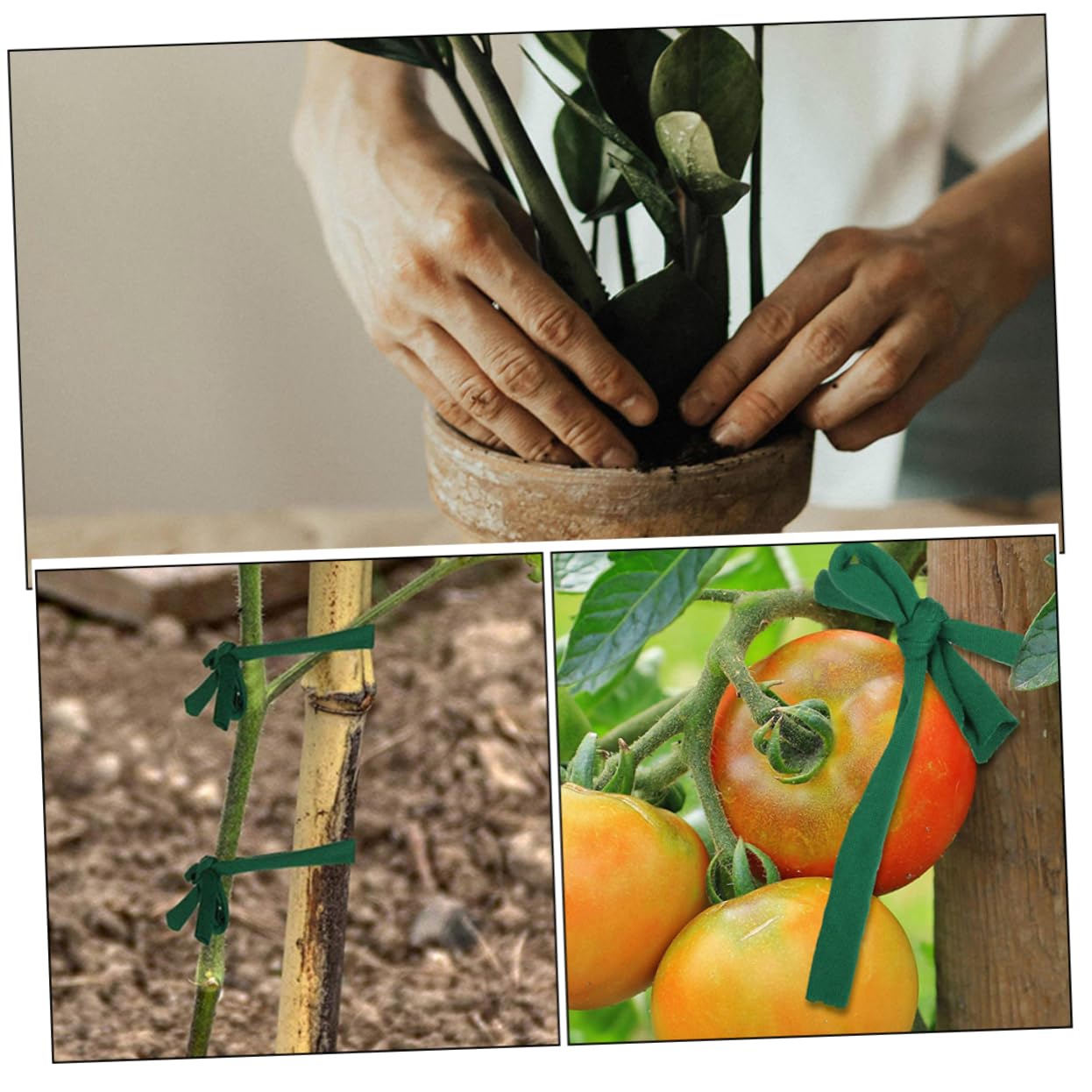 BESPORTBLE 8rouleaux Sangles De Fixation pour Arbres De Supports De Plantes Élastiques pour Conçus pour Résister Au Vent Et Aux Intempéries Ajustables Et Durables
