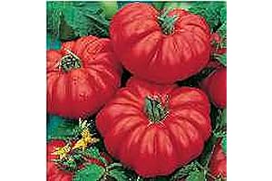Costoluto Genovese Tomato Seeds: Heirloom Delights for Your Garden