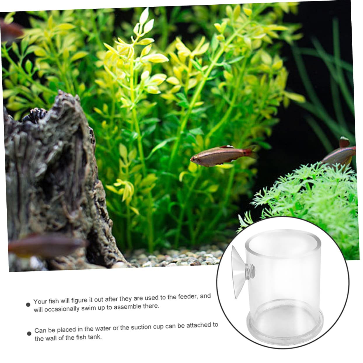 Happyyami 5stücke Acryl Fischfütterer Mit Saugnapf Futterring Für Aquarien Für Garnelen Und Kleine Tropische Fische Langlebig Und Leicht Zu Reinigen Für Süß Und Salzwasser Geeignet