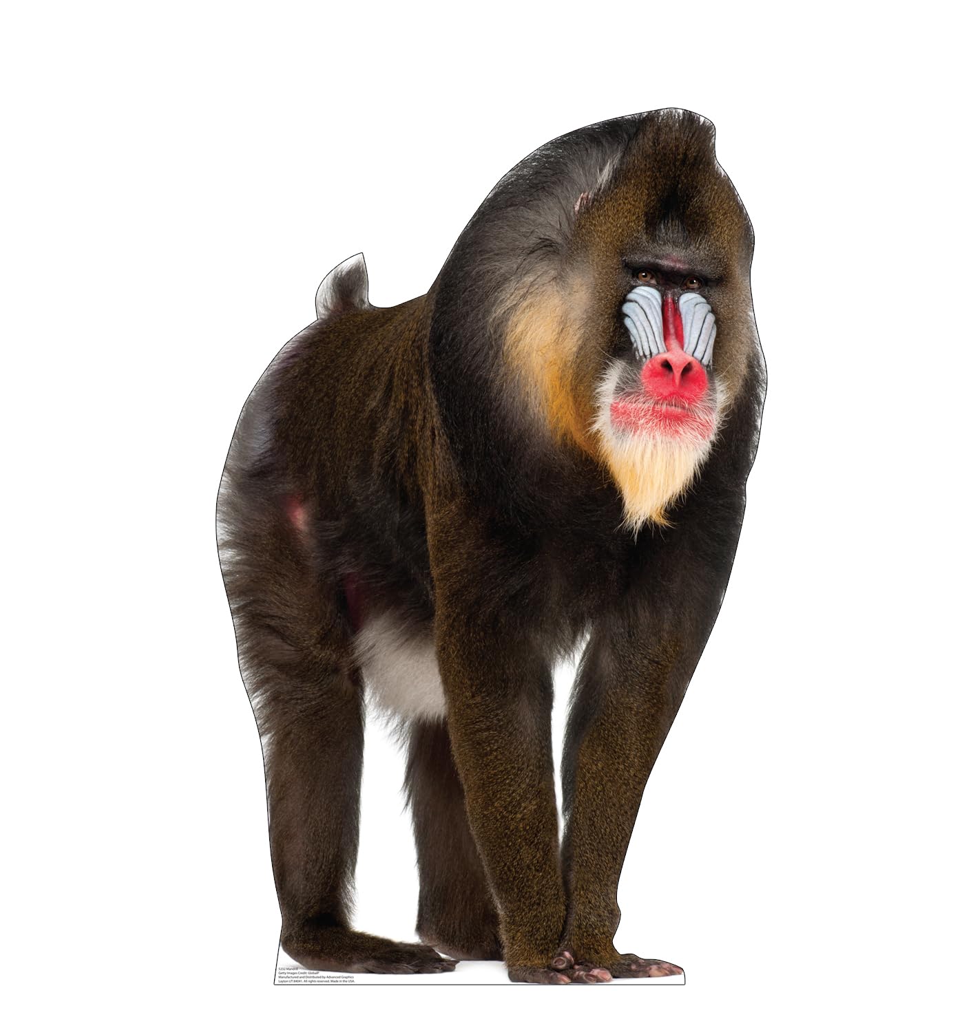 Cardboard People Mandrill Life Size Cardboard Cutout Standup - Made in USA