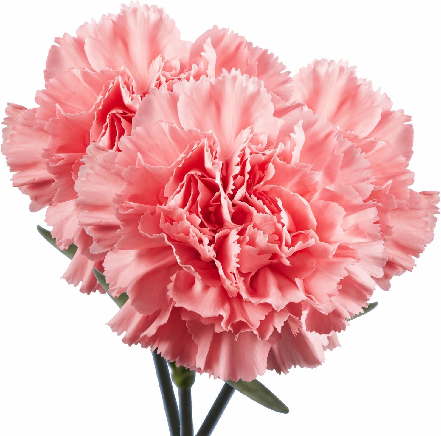 eflowerwholesale - Cut Flowers - 100 stems Carnations - Fresh Flowers (Pink)