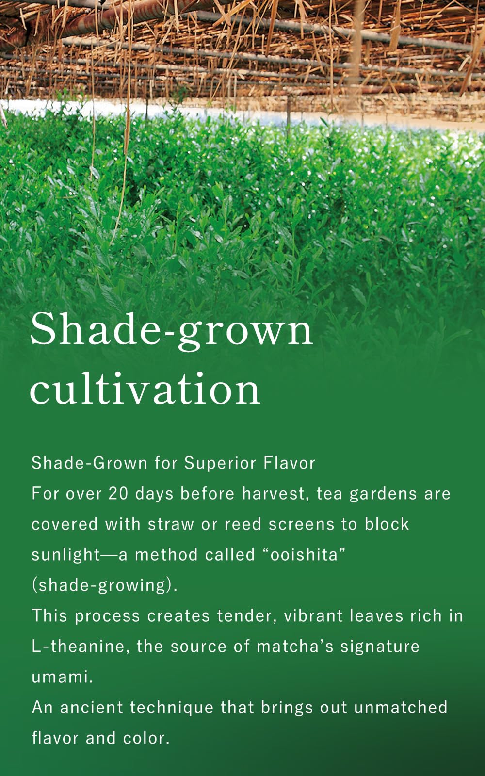 Kyoto Ujitawara-Seichajyo Uji Matcha Kyo-no-hana Ceremonial Grade Matcha Powder from Kyoto Made in Japan 1 4oz 40g Japanese — view 5