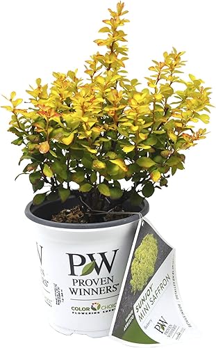 Berberis thunbergii 'Kasia', Sunjoy(R) Mini azafrán agracejo, ganadores probados, arbusto, interés de otoño, 4.5"