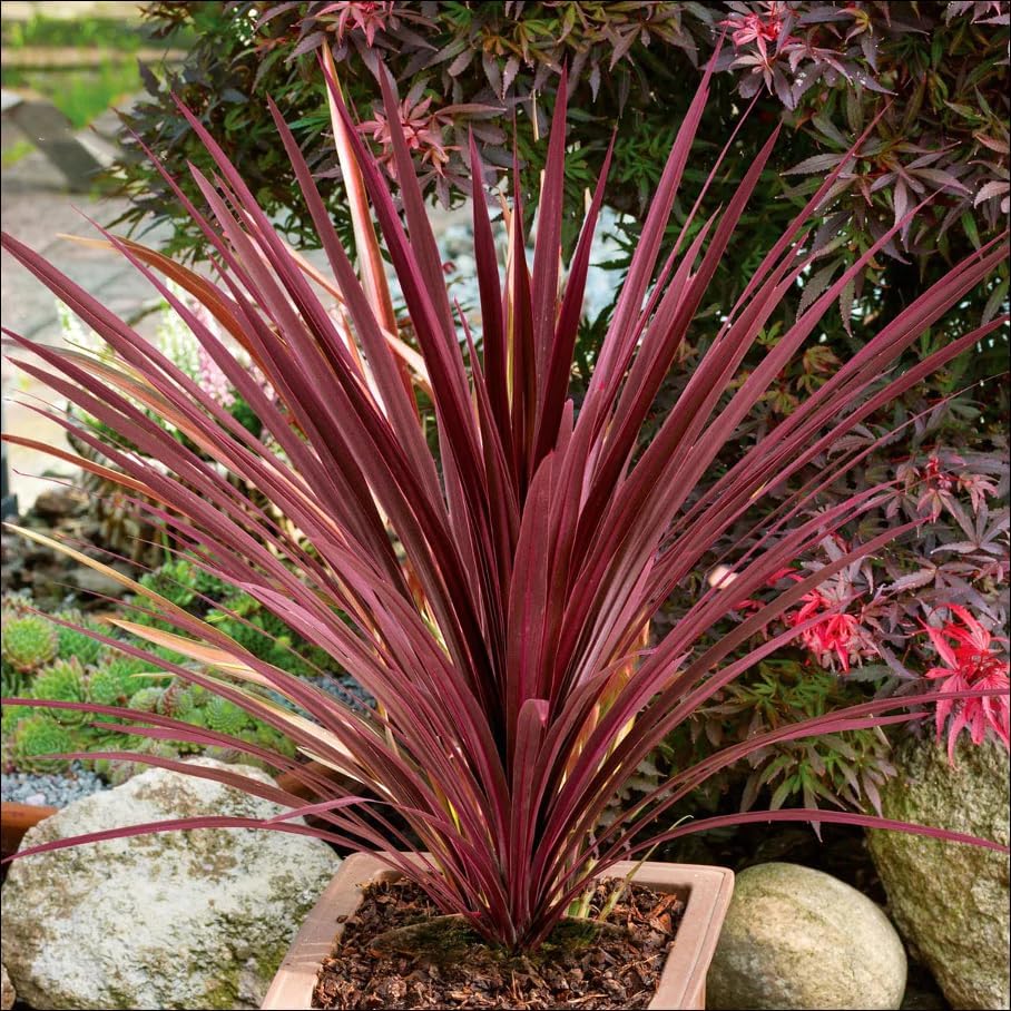 Red Grass Tree Cordyline Australis 'Red Star' - In-Depth 2 Red Grass Tree Cordyline Australis 'Red Star' - Evergreen, Drought-Tolerant Foliage Plant for Gardens & Containers, Attractive to Pollinators, Pet Safe 6
