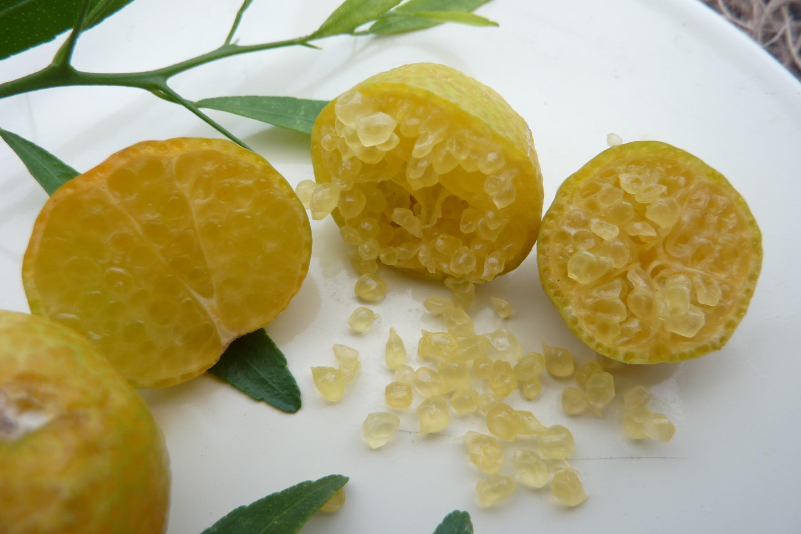 Vivaio Garden Forest - Limone Caviale Ovale – Eremorange (Citrus glauca x Citrus sinensis) – Pianta da Frutto Esotico con Polpa Verde Effetto Caviale – Agrume Raro da Collezione