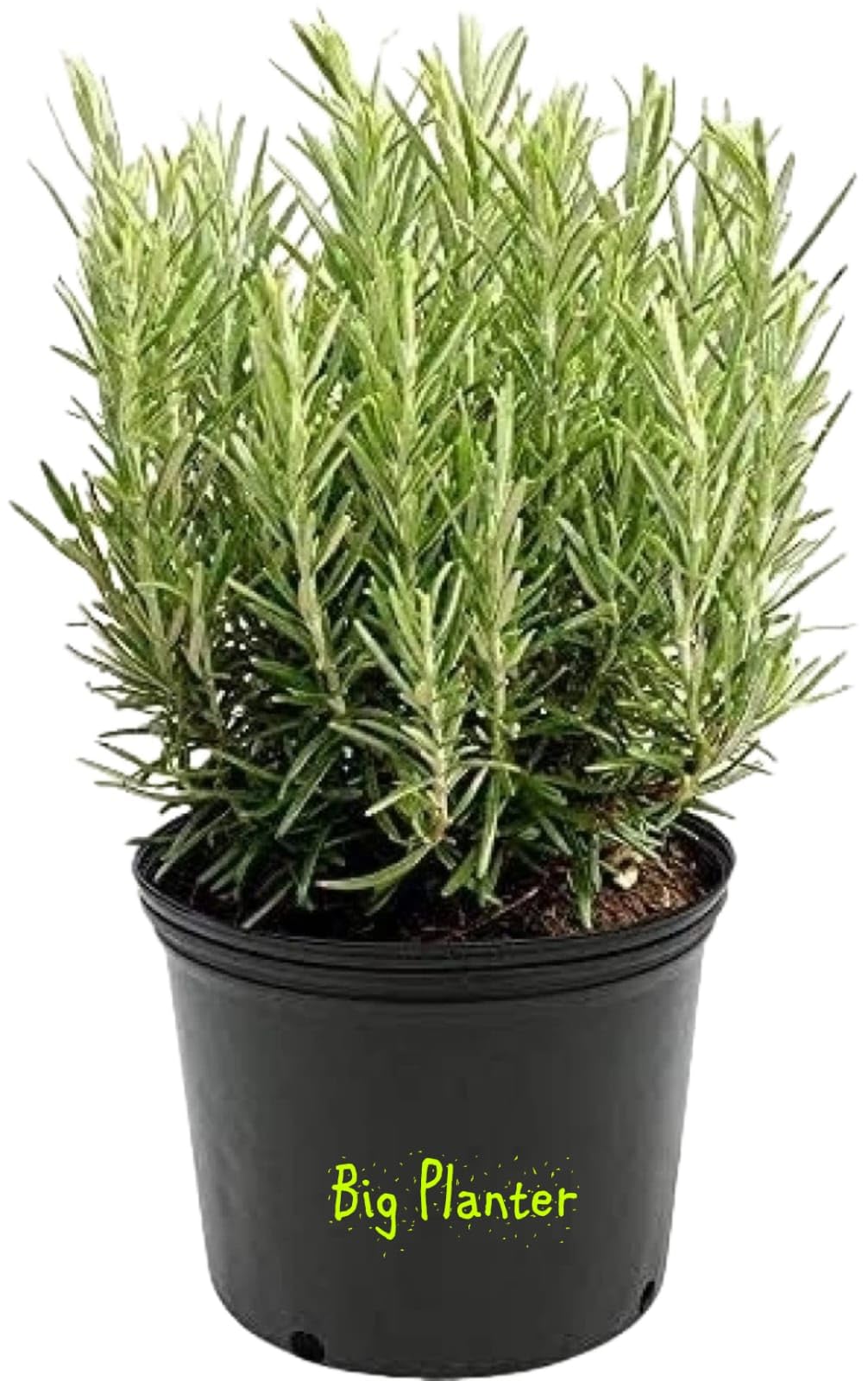 Big planter Live Plant Rosemary Medicinal Herbal Wellness for Indoor,Outdoor Gardens Healing Delight Succulent Plantrosemary with Pot 1-Pack (B0CWNM4NZ9) Amazon Price History, Amazon Price Tracker