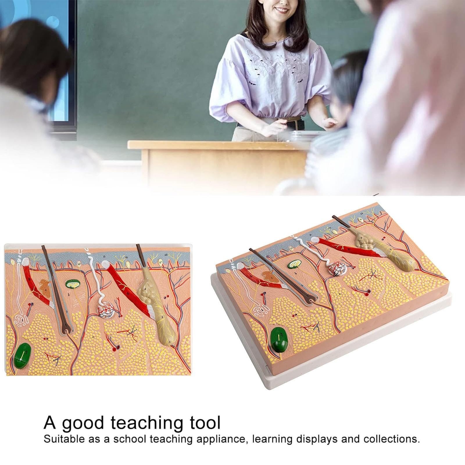 Dental Maxillary Sinus Model, Maxillary Sinus Lift Practice Model with Soft Gums for Training Teaching Demo