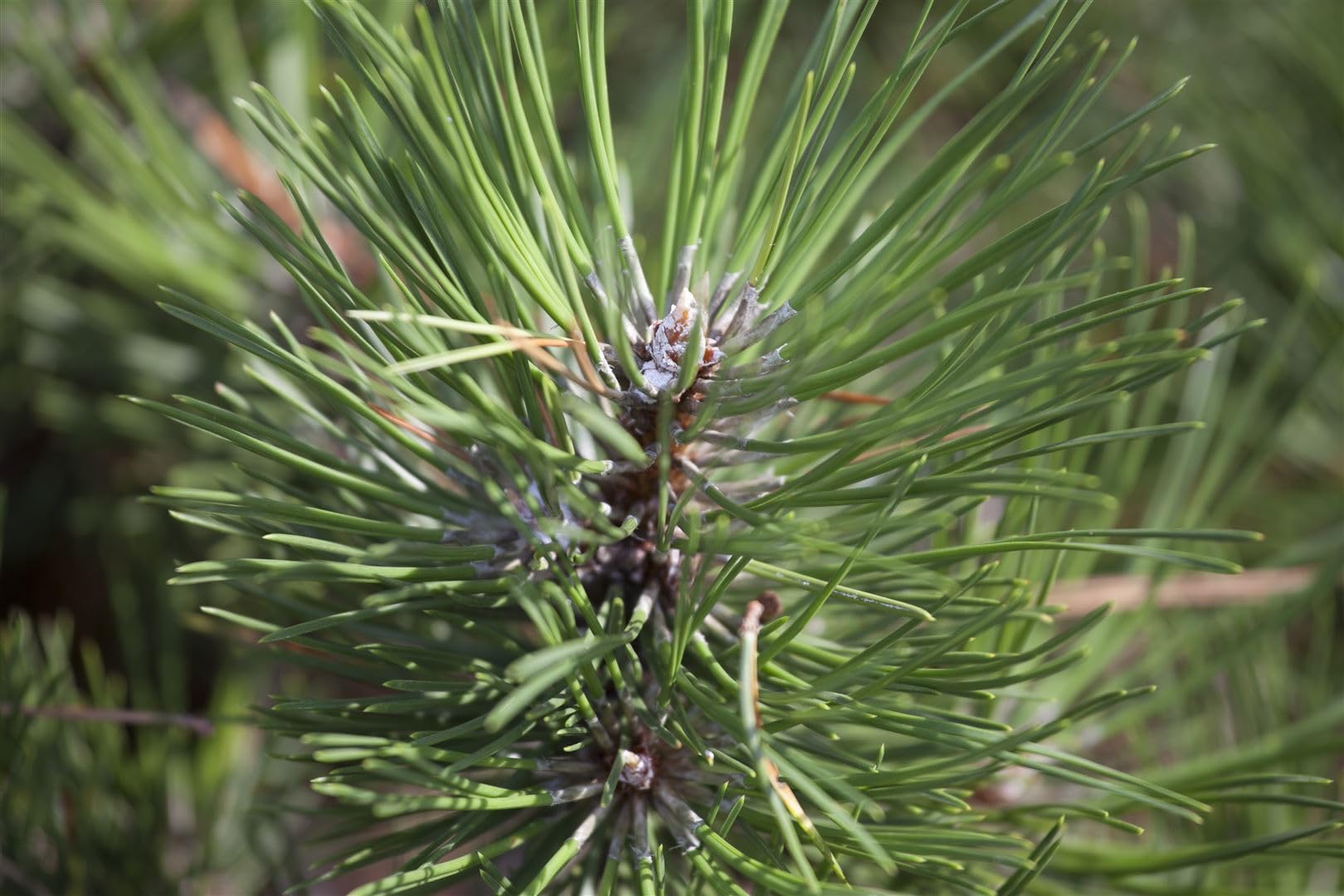 Schwarzkiefer Pinus nigra Hornibrookiana 40-50 cm winterhart immergrün