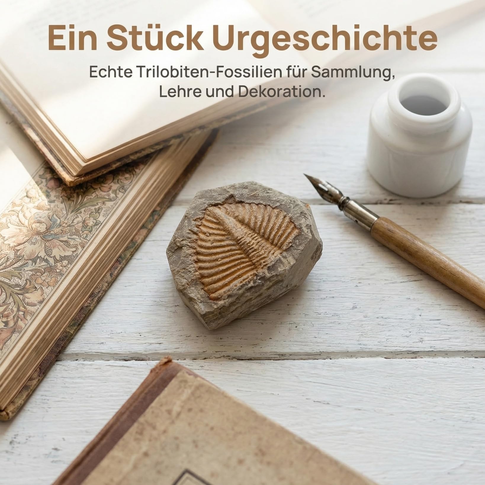 Abaodam 5 Stück Echte Trilobiten Fossilien Set, Natürliche Steinproben für Kinder, Paläontologie Lehrmaterialien und Sammler, Zufällige Formen