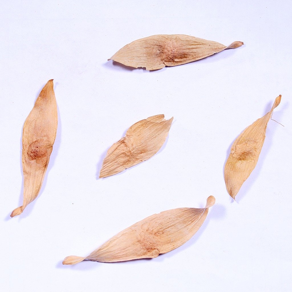 RK Seeds- Ailanthus seed -Maharukh -(Ailanthus excelsa seeds) - Pack of 100 g (B079GSWXHX) Amazon Price History, Amazon Price Tracker