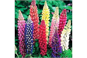 Russell Lupine Mixed Seeds: Vibrant Wildflowers for Fall Planting