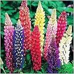 Russell Lupine Seeds Perennial - Grows 40