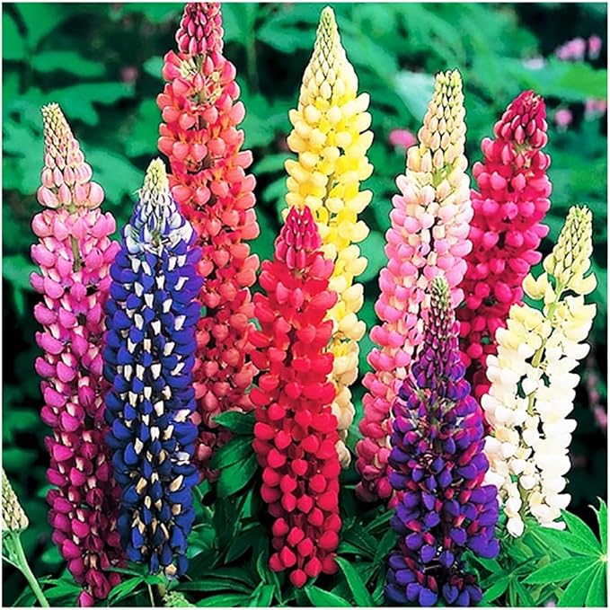 Russell Lupine Seeds Perennial - Grows 40" Tall - Perennial Wildflowers for Winter & Fall Planting - Grown in The USA - 100 Mixed Russell Lupine Seeds for Planting