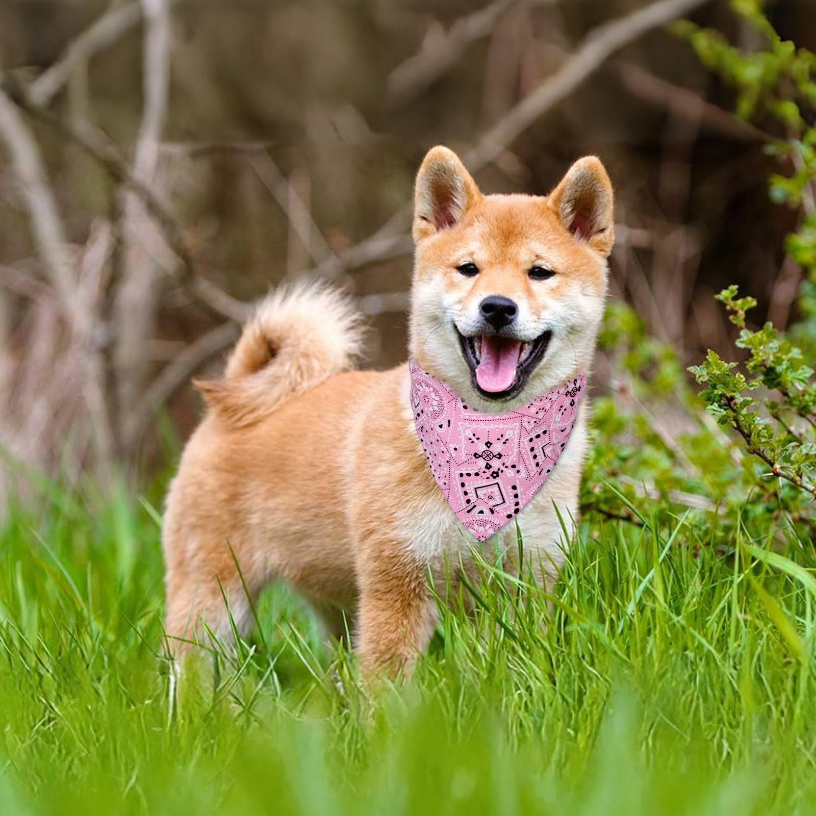 huisdierhalsband Mooie verstelbare vlinderdas Hondenriem Stropdas Ketting Halsband als voor puppy Kat Huisdieraccessoires (oranje, L) (oranje M