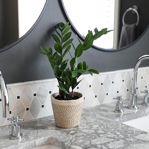 Miniatura 3 de Green Circle Growers Planta ZZ de 5" en maceta de yute crema, plantas de interior vivas, planta de interior