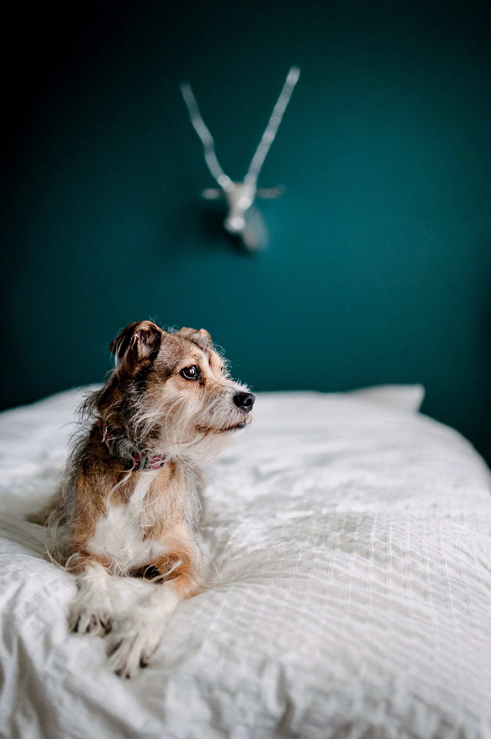 Scotchgard Oxy Carpet & Fabric Spot & Stain Remover Buy Online in