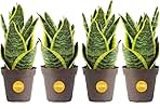 Costa Farms Snake Plant (4-Pack), Spring Decor, Giftable Plant Item, Live Indoor and Outdoor Sansevieria Plants, Easy Care Live Succulent Houseplants Potted in Nursery Pots, 8-Inches Tall