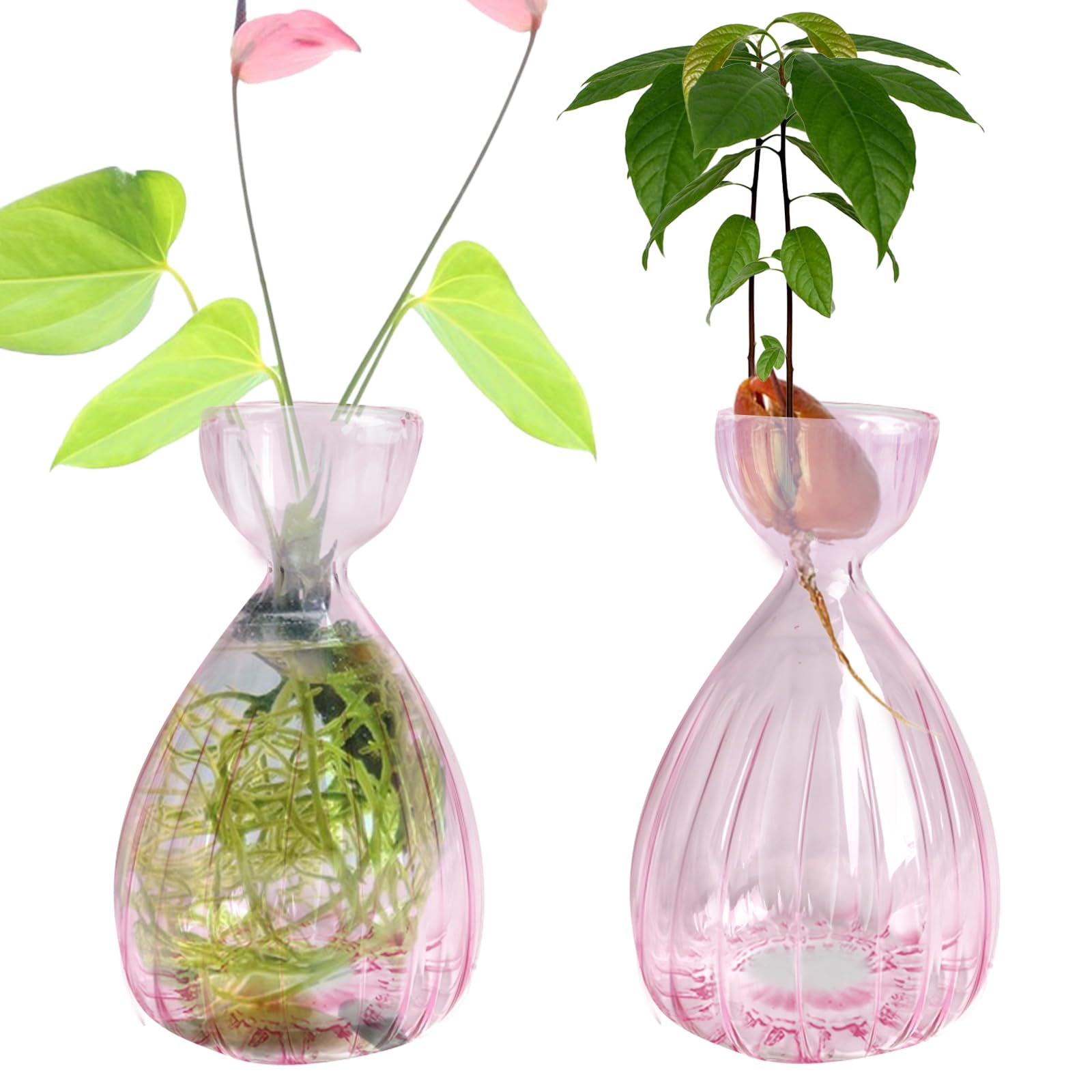 Luolety 2PCS Avocado Seed Starter Vase, Avocado Tree Growing Kit, Glass Hydroponic Vase, Pink, Indoor, Medium Size - Image 2
