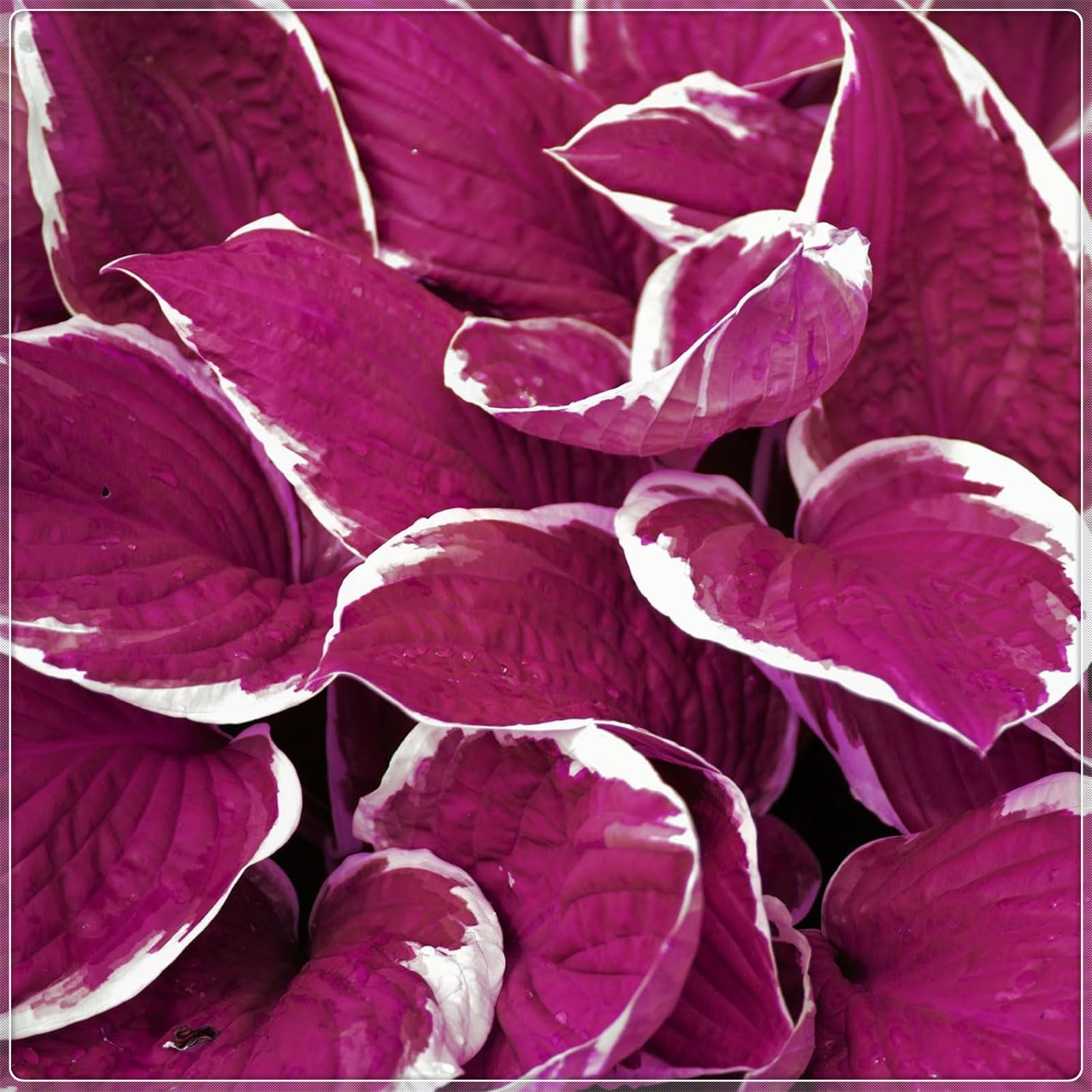Excellent Display, Greening Flower,Hostas for Planting, Hosta Rhizome，Easy to Plant, Flowering Rhizome,Wedding Flowers, Bloom Year After Year-10 Bulbs-F