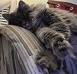 Review Image by Verified Amazon Customer Verified Amazon Customer