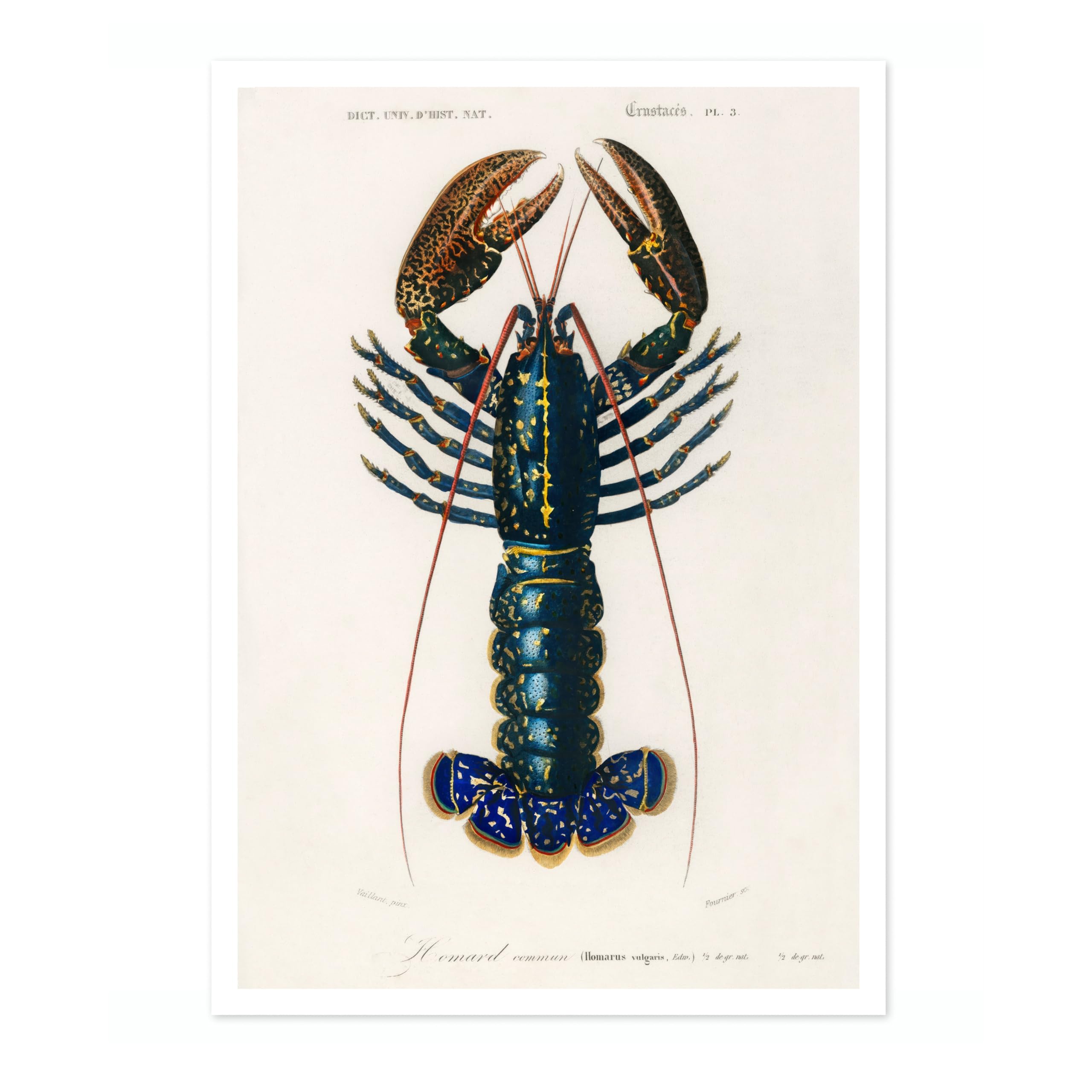 Animato Crimson Crawfish Charles Dessalines D'Orbigny Poster, Vintage Botanical Prints, Encyclopedia Retro Wall Art Home Decor, Archival Matte, 50x70cm (Print Only) - 50x70cm