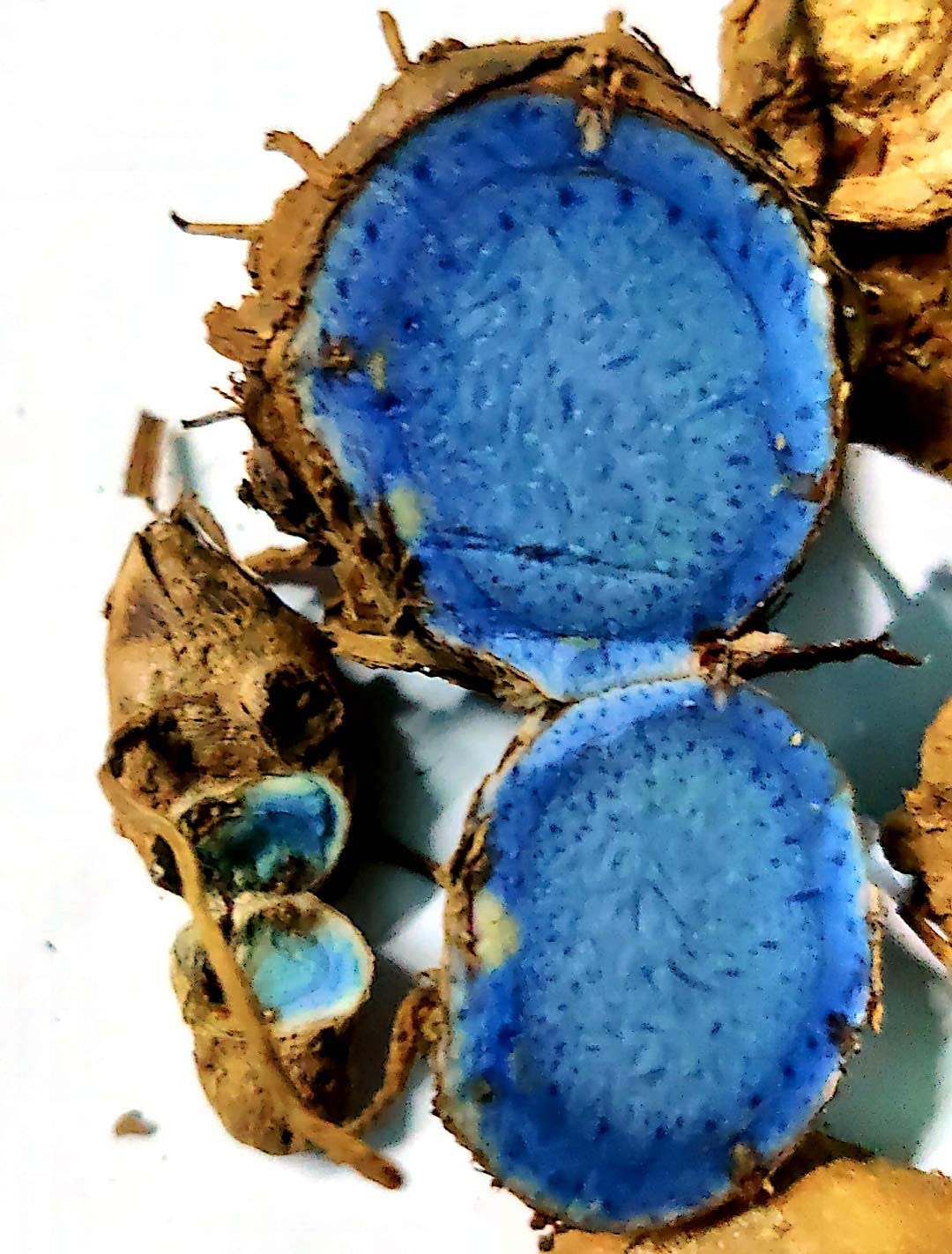 SaiCraft Curcuma Caesia, Black Turmeric, Kali Haldi, काली हल्दी Plant