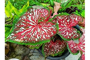 Sensational Elephant Ear Bulbs: Unveil a Burst of Vibrant Summer Color!