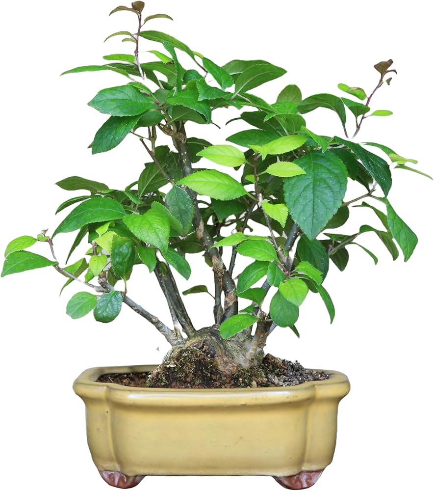 Amazon.co.jp: ウメモドキ【梅擬】小品盆栽【泰寿園Online】 : DIY