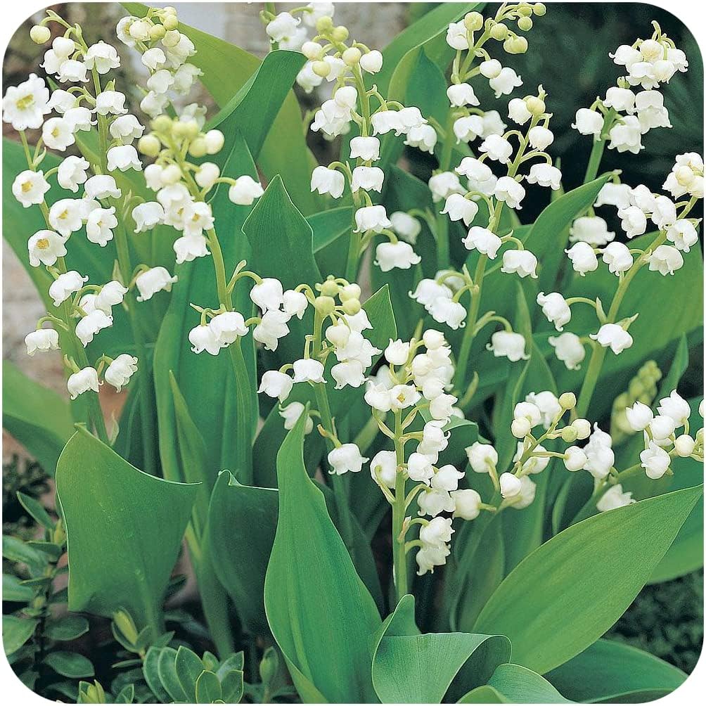 Lily of The Valley Jumbo Planting Pips x 10 by Growtanical® Amazon.co