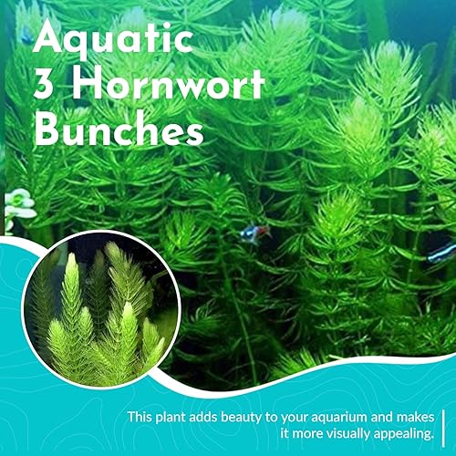 Miniatura 2 de CANTON AQUATICS Live Aquarium 1 Hornwort - Excelente oxigenador - Planta fácil de mantener - Eliminación del exceso de nitratos - Promueve la alta