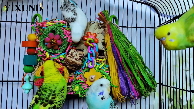 Aboiled Jouets Pour Oiseaux, Perruches, Jouets De Recherche De