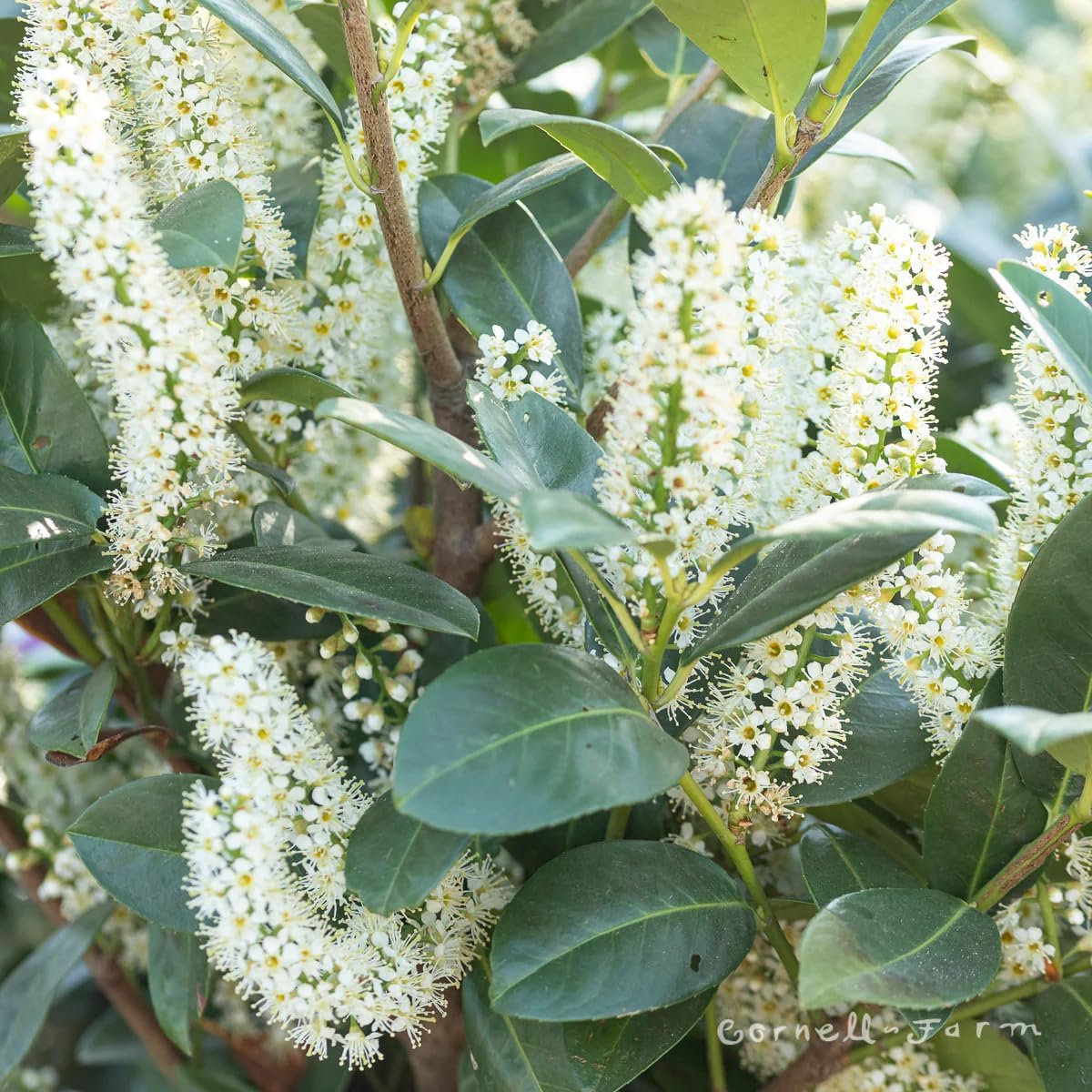 Cherry Laurel Shrub, 7 gal. Nursery Pot, 4-5 ft. Tall (Due to Agricultural Laws, we Cannot Ship to CA, AZ, AK, or HI)