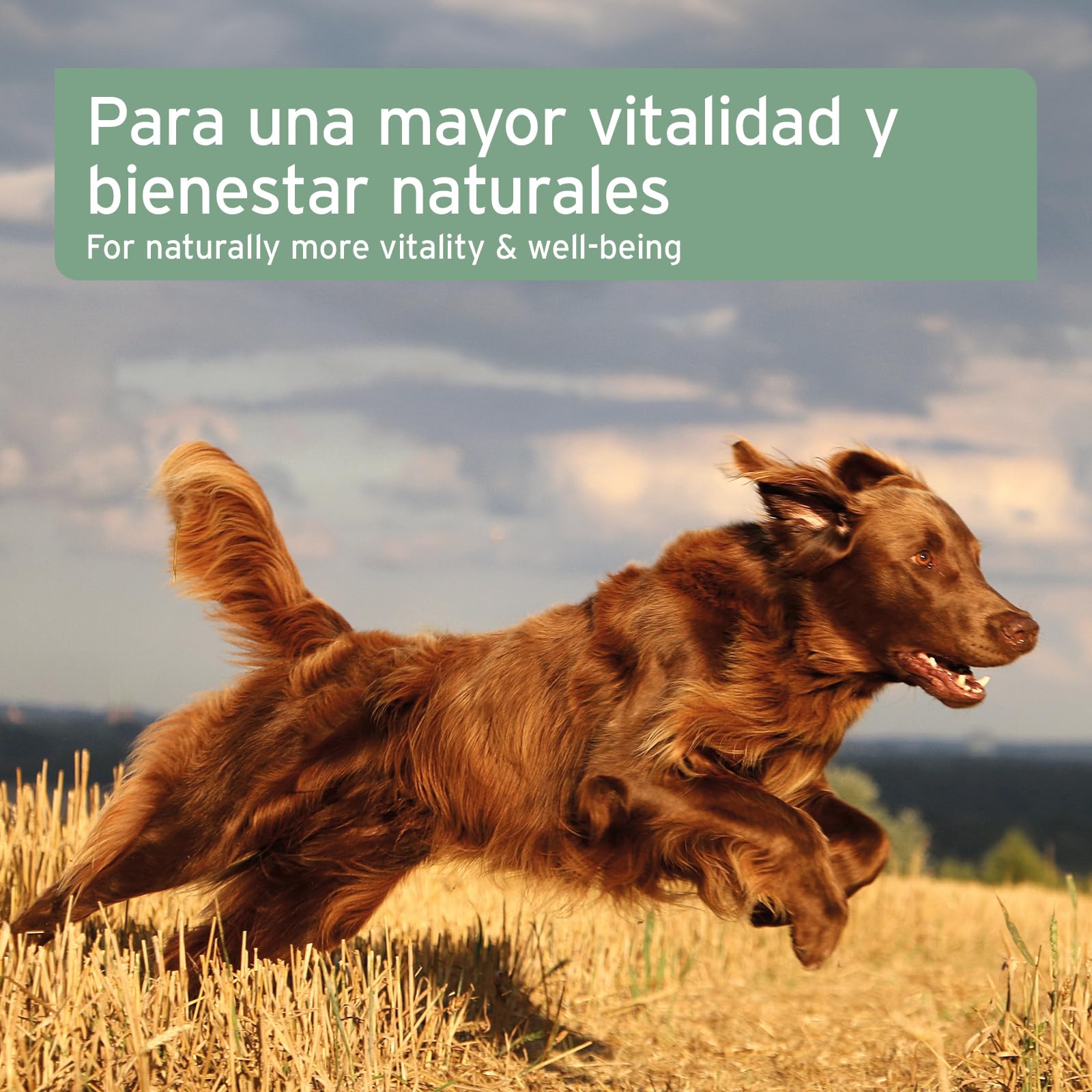 AniForte Aceite de Salmón para Perros 1 Litro - 100% Natural. Contiene Ácidos Grasos Omega 3, EPA, DHA Y Linolénico. Beneficioso para Huesos Fuertes y Pelaje Brillante