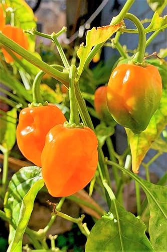 Miniatura 2 de Semillas de pimienta habanero naranja - Paquete de 50 unidades - para 2024 350,000 Scoville Spicy Hot Tropical Pepper Chili Scotch Bonnet